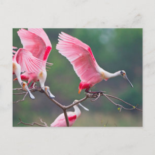 Carte Postale Spatules rosées (Ajaia Ajaja) atterrissage