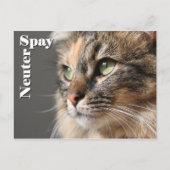 Carte Postale Spay / Neuter (Devant)