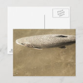 Carte Postale Speckles (Devant / Derrière)