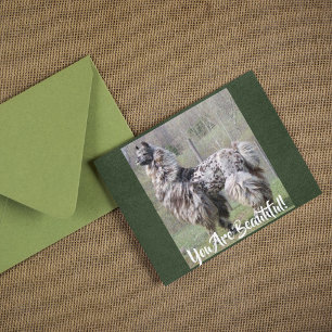 Carte Postale Spectacle Brown et soigné Llama