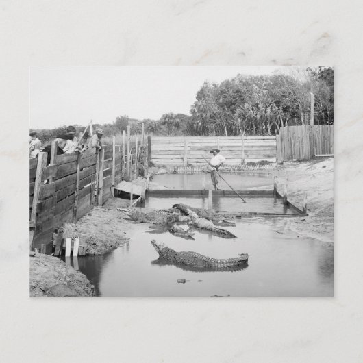 Carte Postale Spectacle de l'Alligator de Floride, 1904 (Devant)