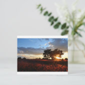 Carte Postale Spectaculaire coucher de soleil africain (Debout devant)