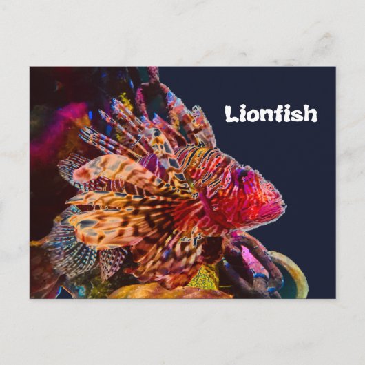 Carte Postale Spectaculaire poisson-lion (Devant)