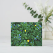 Carte Postale Speedwell et Buttercups (Debout devant)