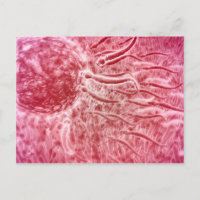 Sperm Voyageant Vers Oeuf Avec Cellia