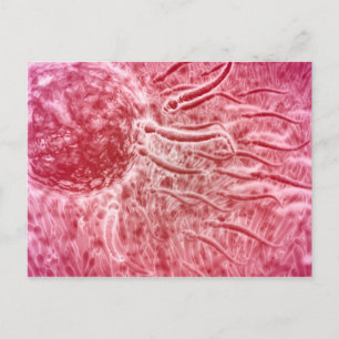 Carte Postale Sperm Voyageant Vers Oeuf Avec Cellia