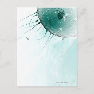 Carte Postale Sperme fécondant un ovule.