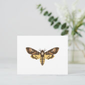 Carte Postale Sphinx à tête de mort (Debout devant)