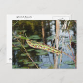 Carte Postale Sphinx Moth Caterpillar sur Ludwigia (Devant / Derrière)