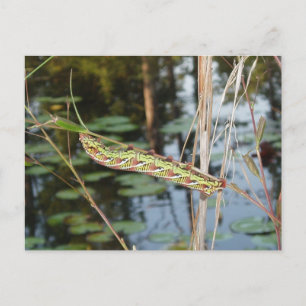 Carte Postale Sphinx Moth Caterpillar sur Ludwigia