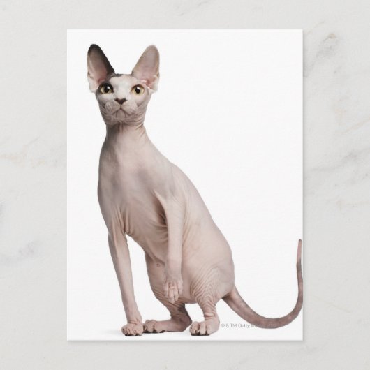 Carte Postale Sphynx (13 mois) (Devant)
