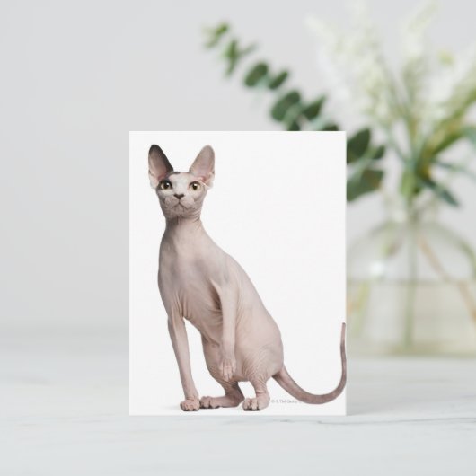 Carte Postale Sphynx (13 mois) (Debout devant)