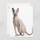 Carte Postale Sphynx (13 months old) (Devant / Derrière)