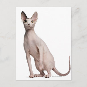 Carte Postale Sphynx (13 months old)