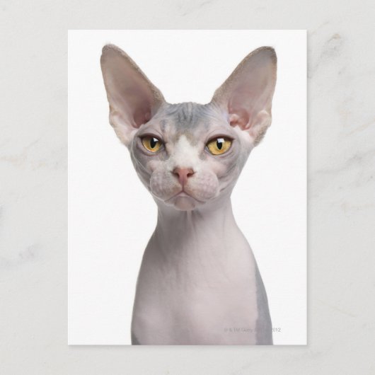 Carte Postale Sphynx (7 months old) (Devant)