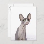 Carte Postale Sphynx Cat with surprised expression (Devant / Derrière)
