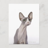 Carte Postale Sphynx Cat with surprised expression (Devant)