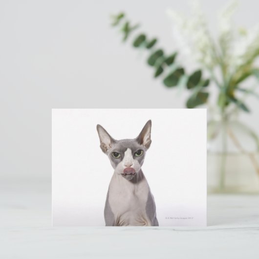 Carte Postale Sphynx Chat avec langue sortie (Debout devant)