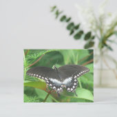 Carte postale Spicebush (Debout devant)