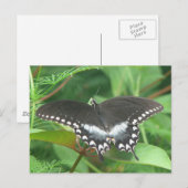 Carte postale Spicebush (Devant / Derrière)