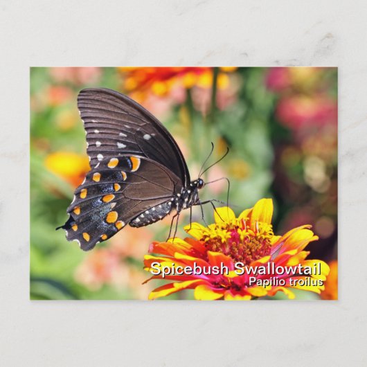 Carte postale Spicebush Swallower (Devant)
