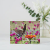 Carte postale Spicebush Swallower (Debout devant)