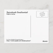 Carte postale Spicebush Swallower (Dos)