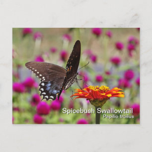 Carte postale Spicebush Swallower