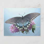 Carte postale Spicebush Swallowtail (Devant)