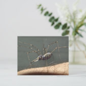 Carte postale Spidephant (Debout devant)