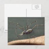 Carte postale Spidephant (Devant / Derrière)