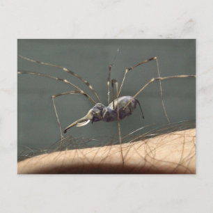 Carte postale Spidephant