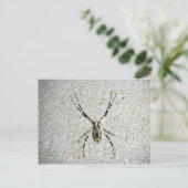Carte postale Spider (Debout devant)