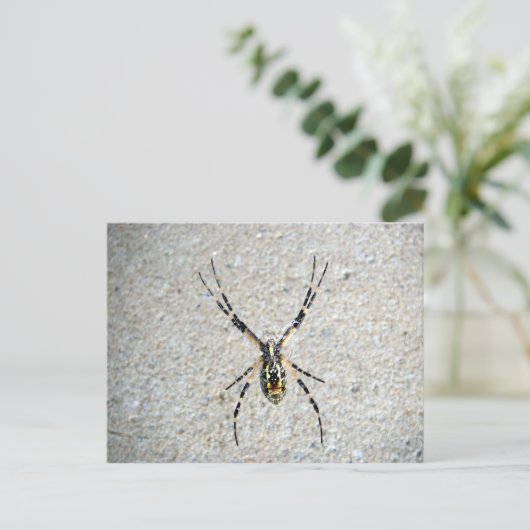 Carte postale Spider (Debout devant)