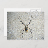 Carte postale Spider (Devant / Derrière)