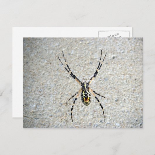 Carte postale Spider (Devant / Derrière)