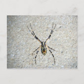 Carte postale Spider (Devant)