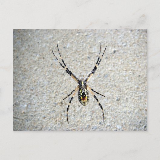 Carte postale Spider (Devant)