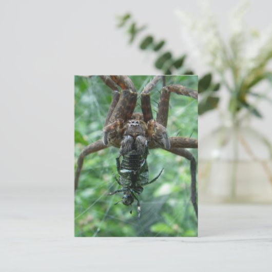 Carte postale Spider (Debout devant)