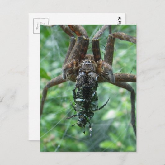 Carte postale Spider (Devant / Derrière)