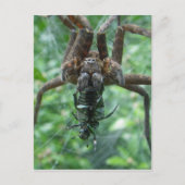 Carte postale Spider (Devant)