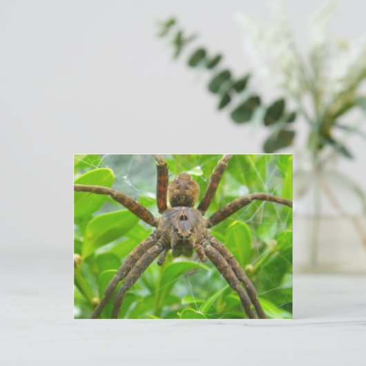 Carte postale Spider (Debout devant)