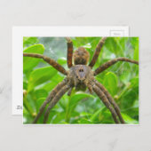 Carte postale Spider (Devant / Derrière)