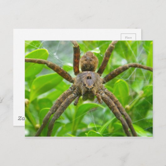 Carte postale Spider (Devant / Derrière)