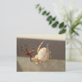 Carte Postale Spider Close Up (Debout devant)