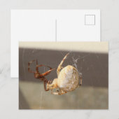 Carte Postale Spider Close Up (Devant / Derrière)
