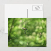 Carte Postale Spider d'Okinawa (Devant / Derrière)