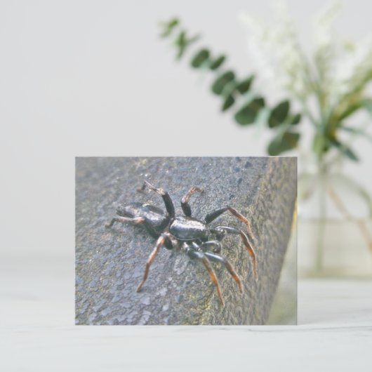Carte postale Spider Gnaphosid (Debout devant)