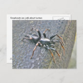 Carte postale Spider Gnaphosid (Devant / Derrière)