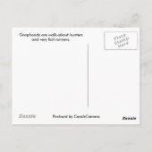 Carte postale Spider Gnaphosid (Dos)